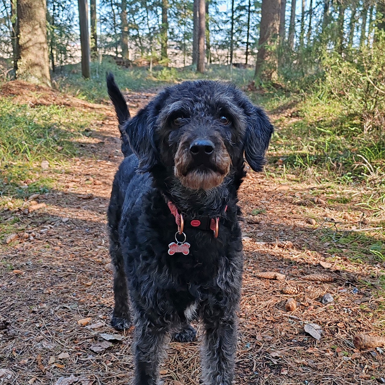 𝐒𝐲𝐥𝐯𝐢 on vuonna 2017 syntynyt Finnish labradoodle -narttukoira.  Sylvi on suorittanut eläinavusteisen valmennuksen soveltuvuuskokeen hyväksytysti huhtikuussa 2019.