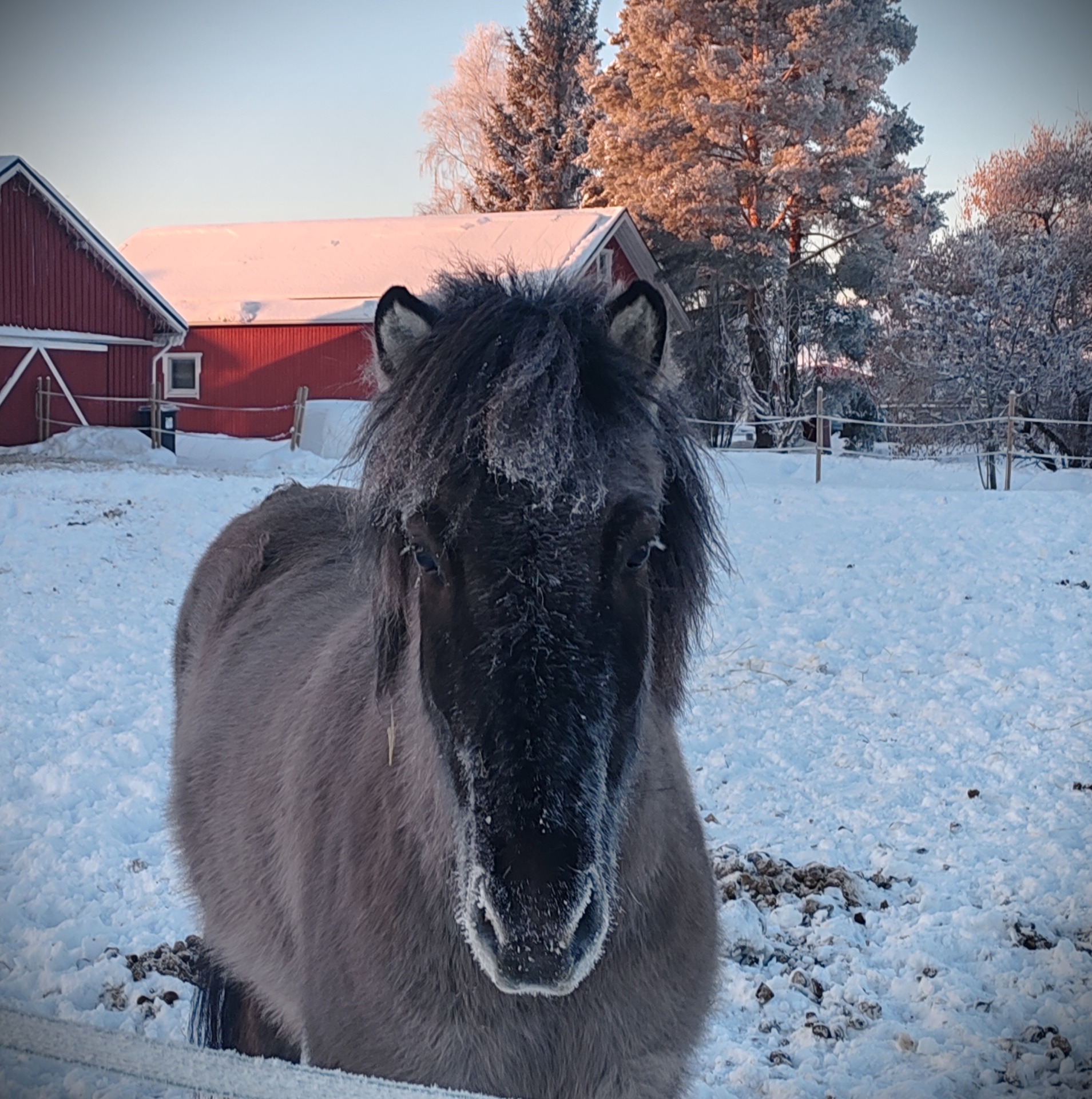 𝐋𝐢𝐭𝐭𝐢 on vuonna 2013 syntynyt islanninhevosruuna.  