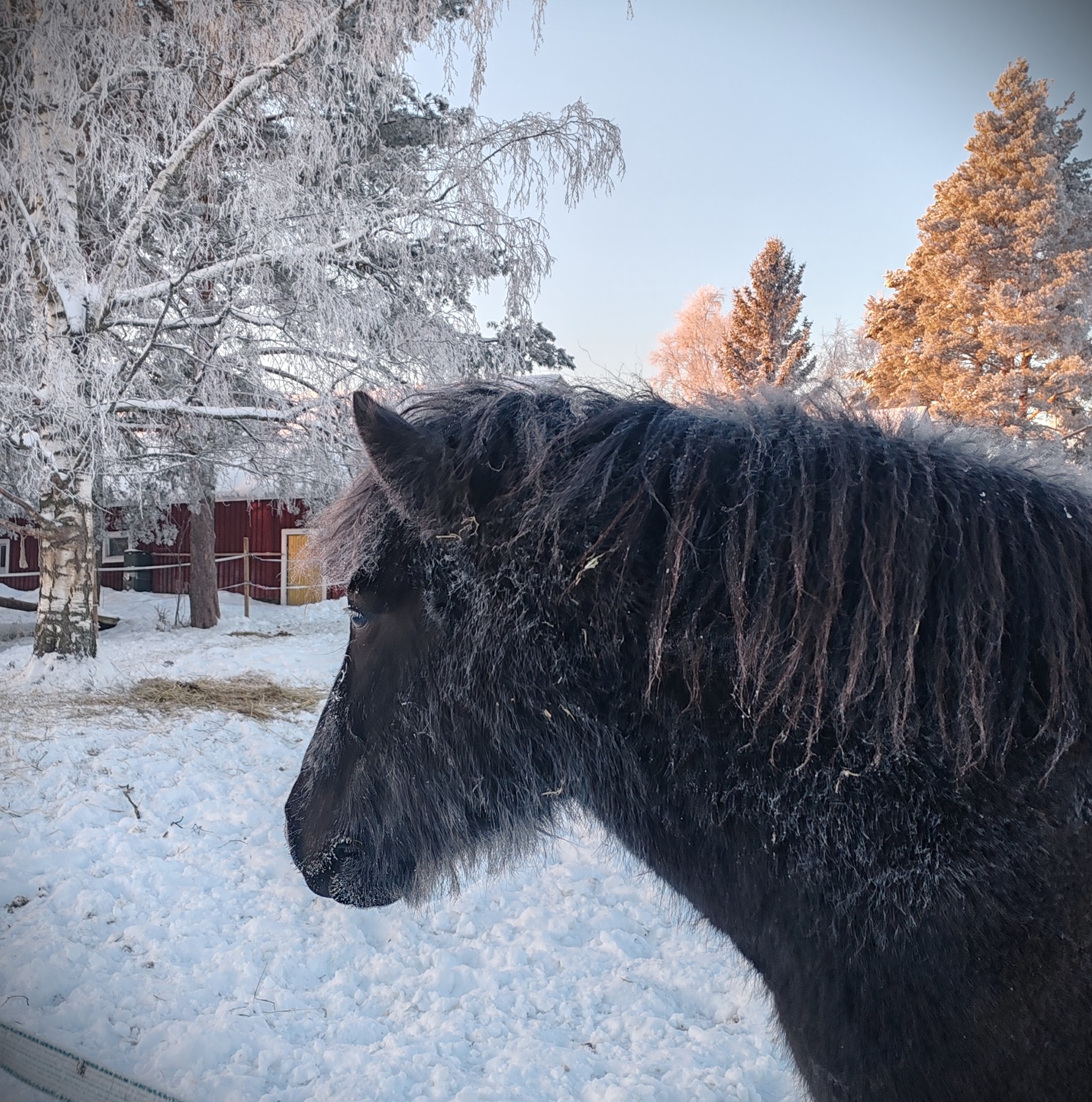 𝐊𝐚𝐫𝐢 on vuonna 2014 syntynyt islanninhevosruuna.